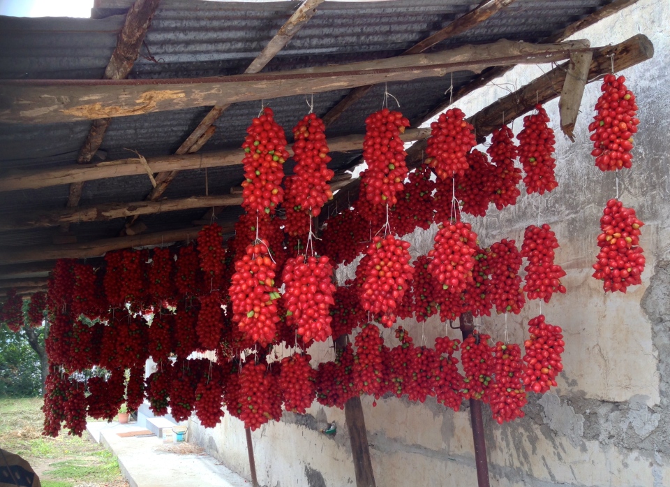 Tomatoes drying for winter use